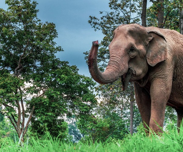 Mae Sa Elephant Camp