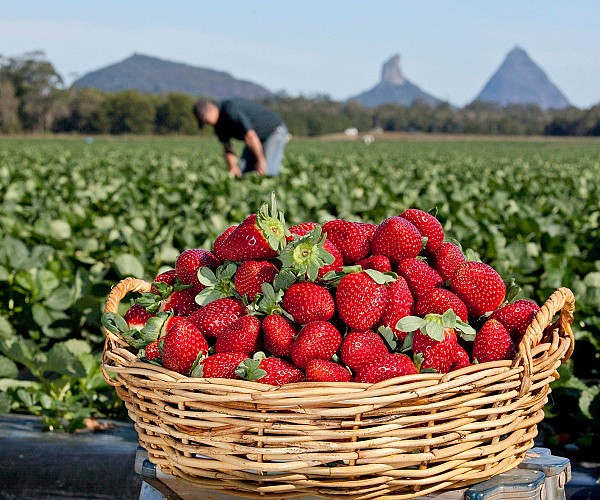 Strawberry and orange farms