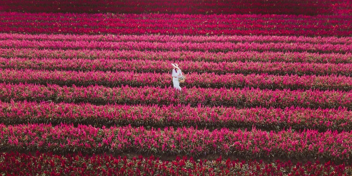 Flower farm